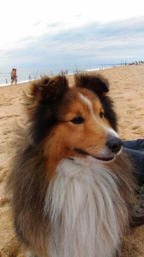 Fandzy des Dunes de la Cote d'Opale